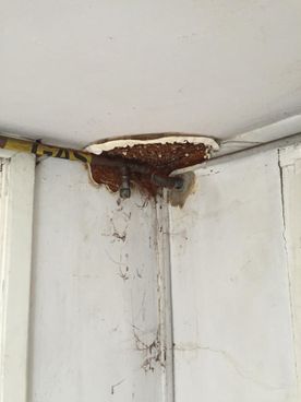 mould and water damage