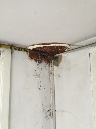 mould and water damage