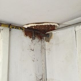 mould and water damage