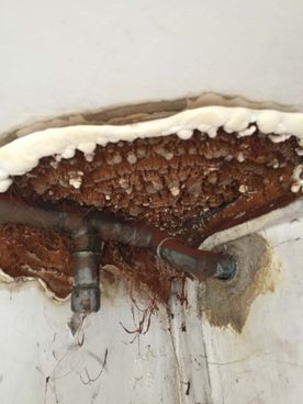 The type of damp that we deal with.