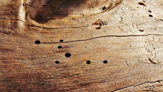 woodworm